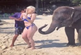 Quando um elefante resolve dar uns tapinhas