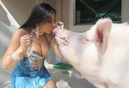 Sexo com porco bestialidade amadora